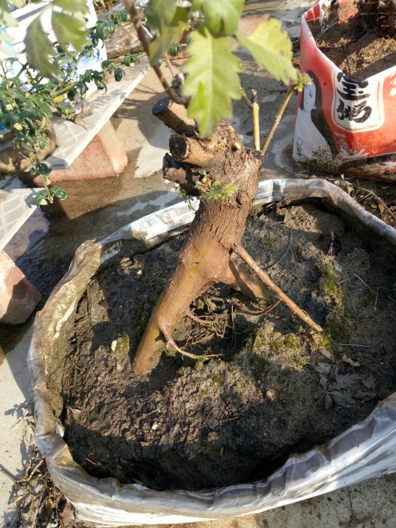 黄荊疙瘩盆景
