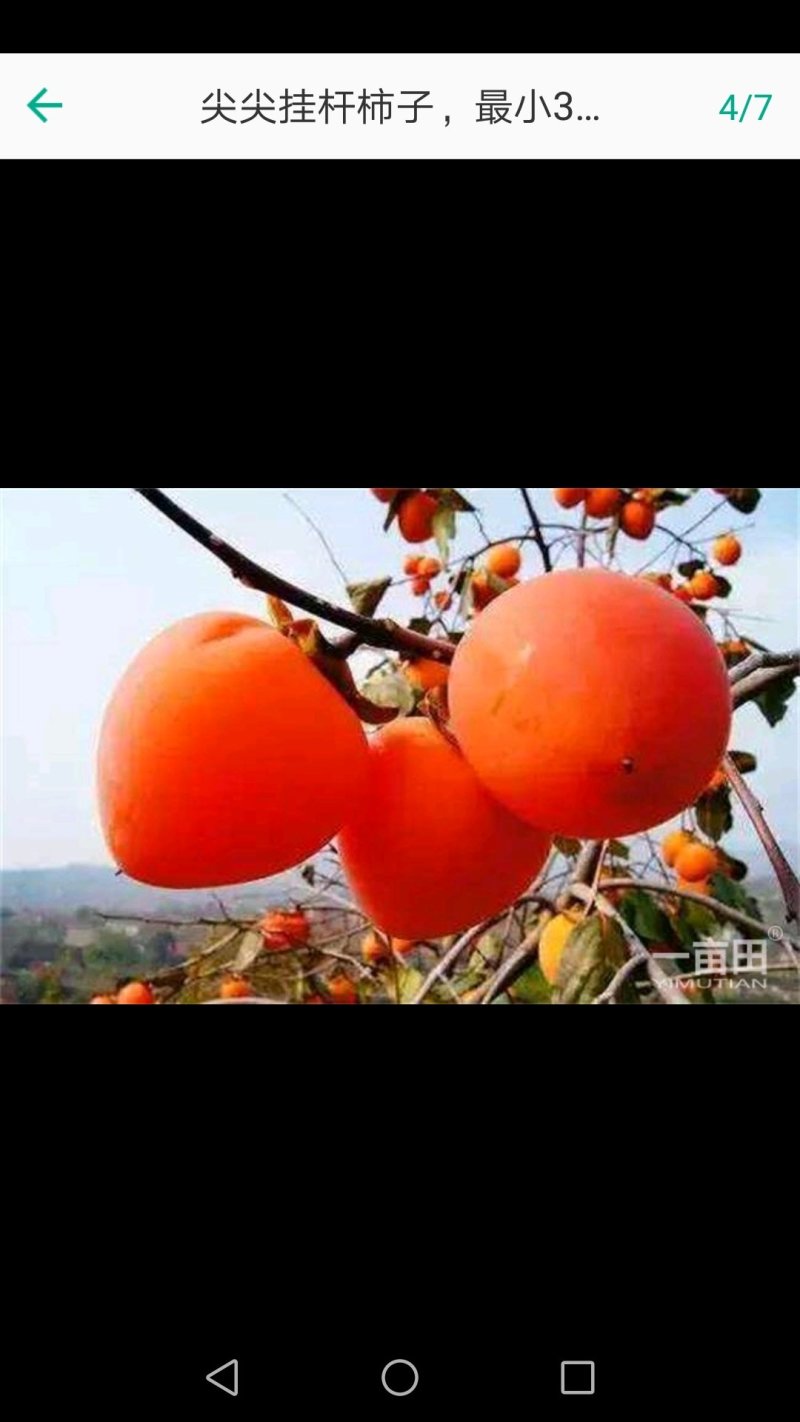尖柿