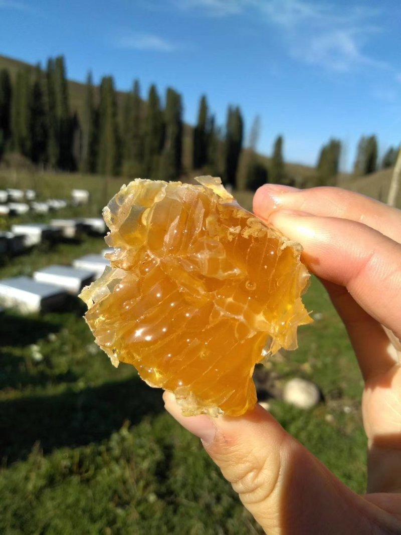 新疆伊犁高加索黑蜂蜂蜜