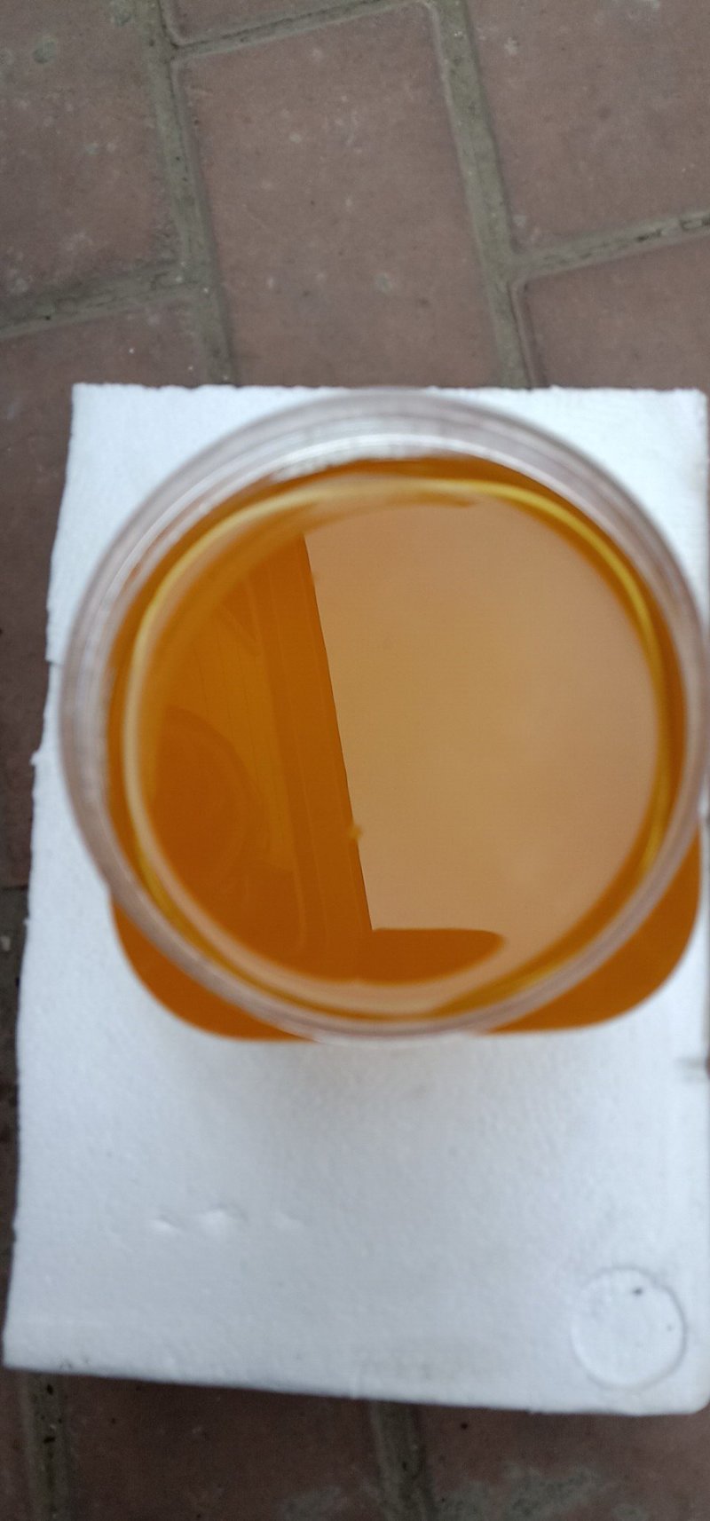 新疆伊犁高加索黑蜂蜂蜜