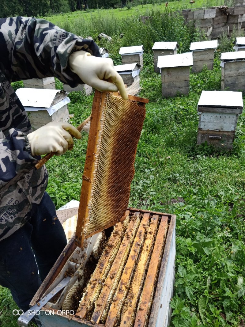 新疆伊犁高加索黑蜂蜂蜜野蜂蜜