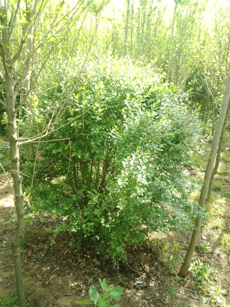 乔灌木