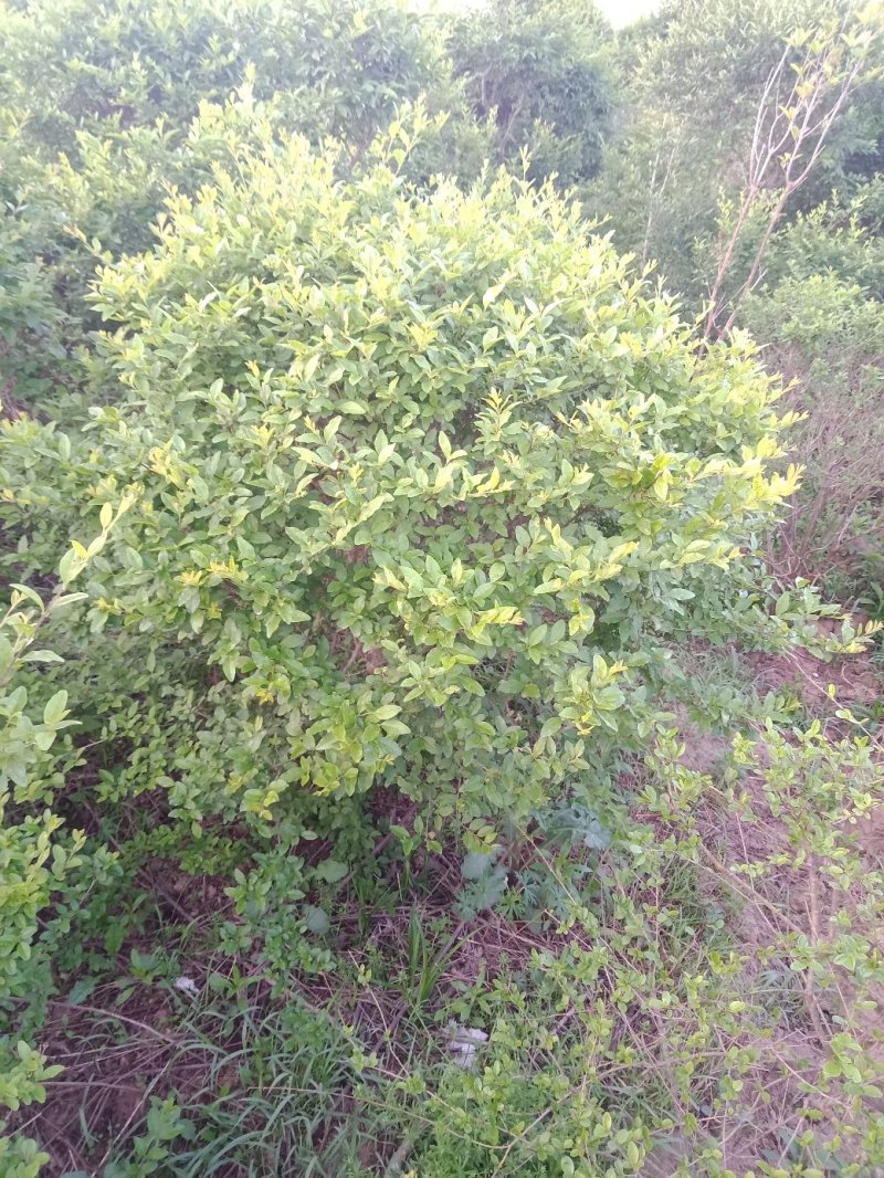 乔灌木