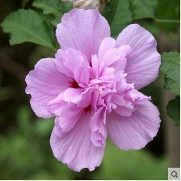 木槿花苗。8元