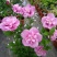 木槿花苗。8元