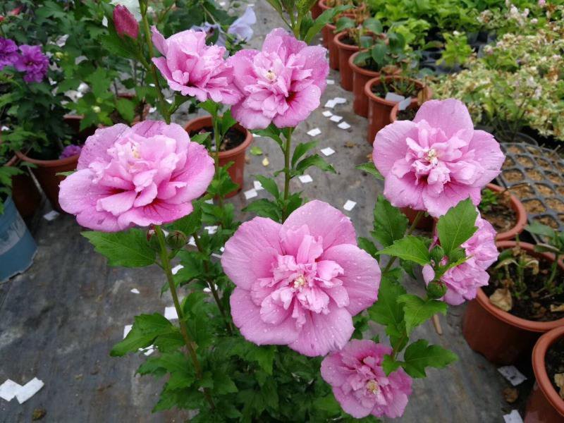 木槿花苗。8元