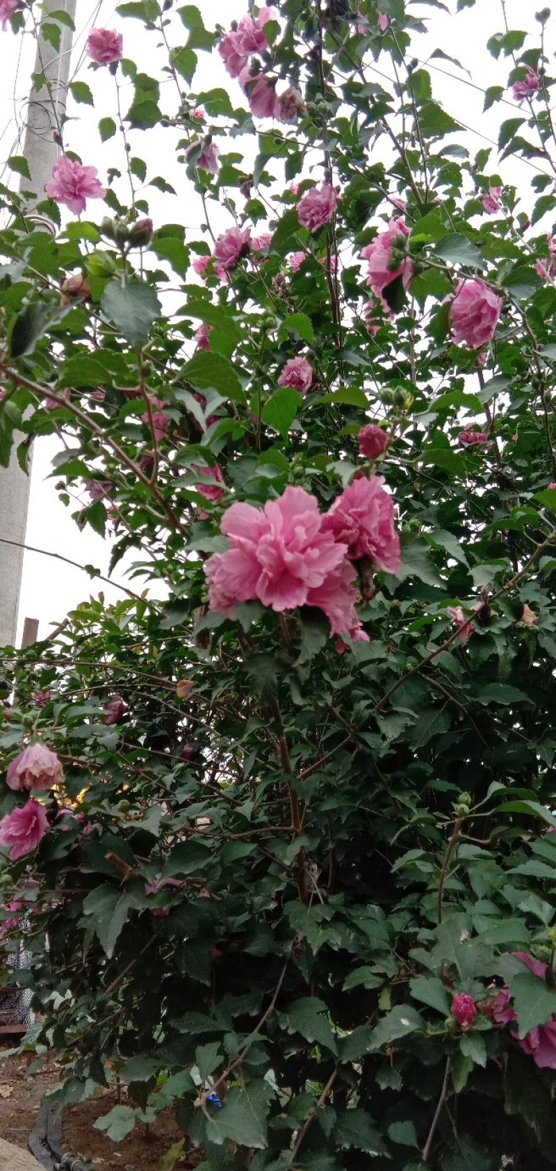 木槿花苗。8元