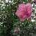 木槿花苗。8元