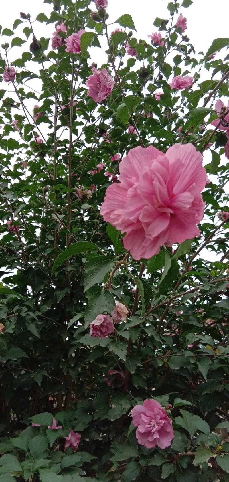 木槿花苗。8元