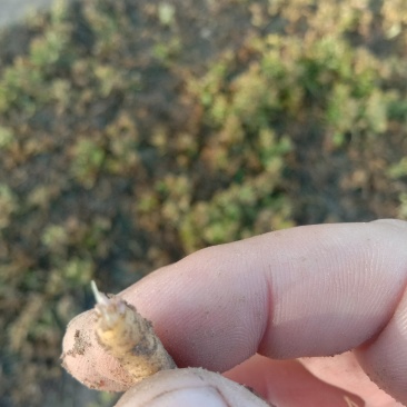 太子参种苗二十亩，提供管理技术