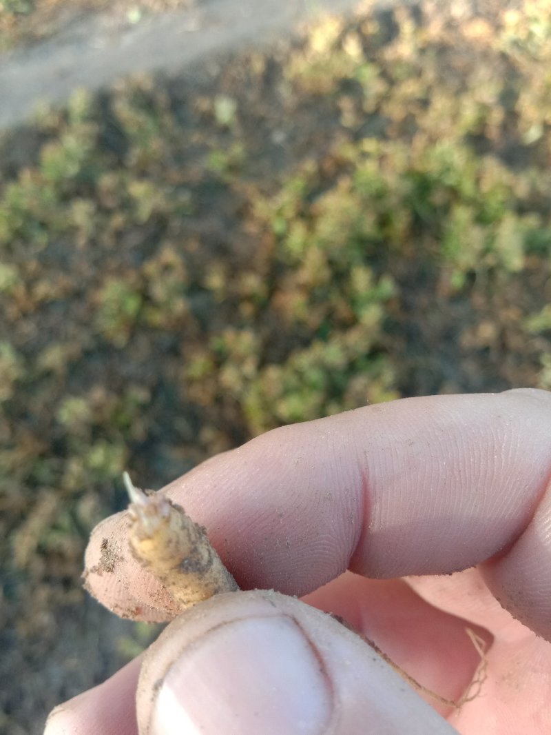 优质太子参种苗，太子参种苗出售中。