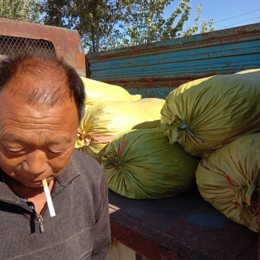 优质太子参种苗，太子参种苗出售中。