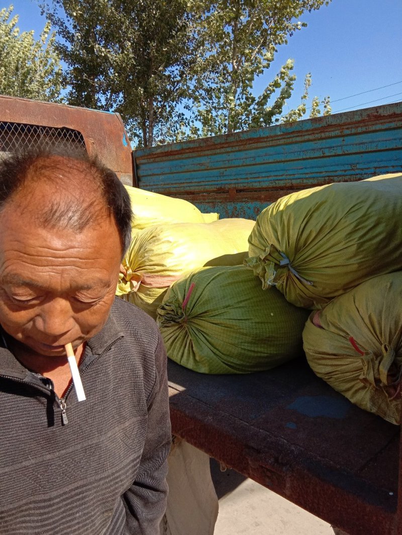 优质太子参种苗，太子参种苗出售中。
