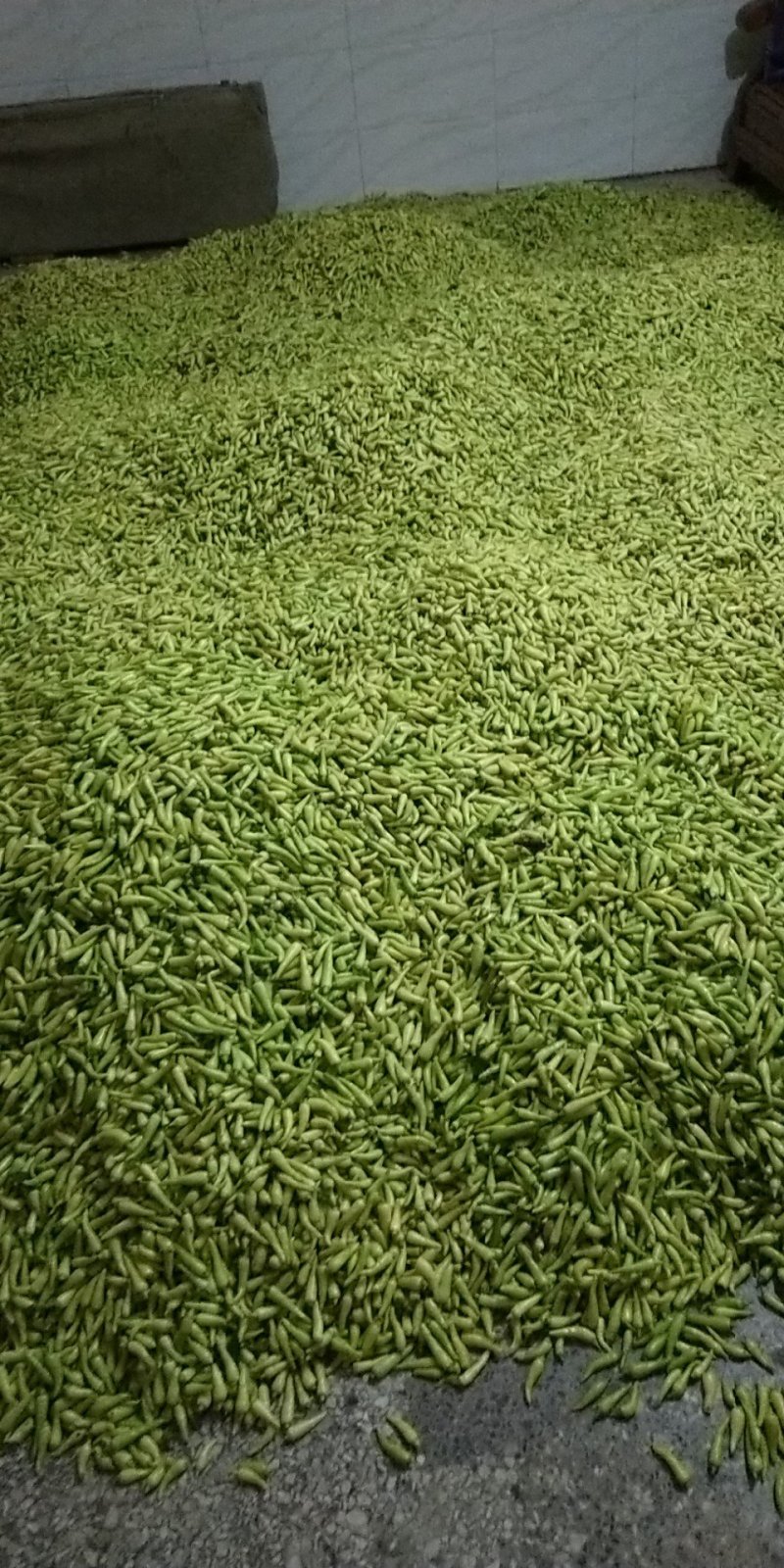 精品辣椒，朝天椒，白米椒，白泡椒，七彩椒大量上市。