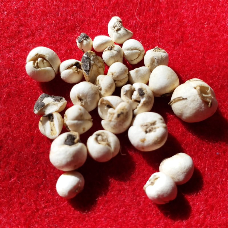贝母一两330/360个