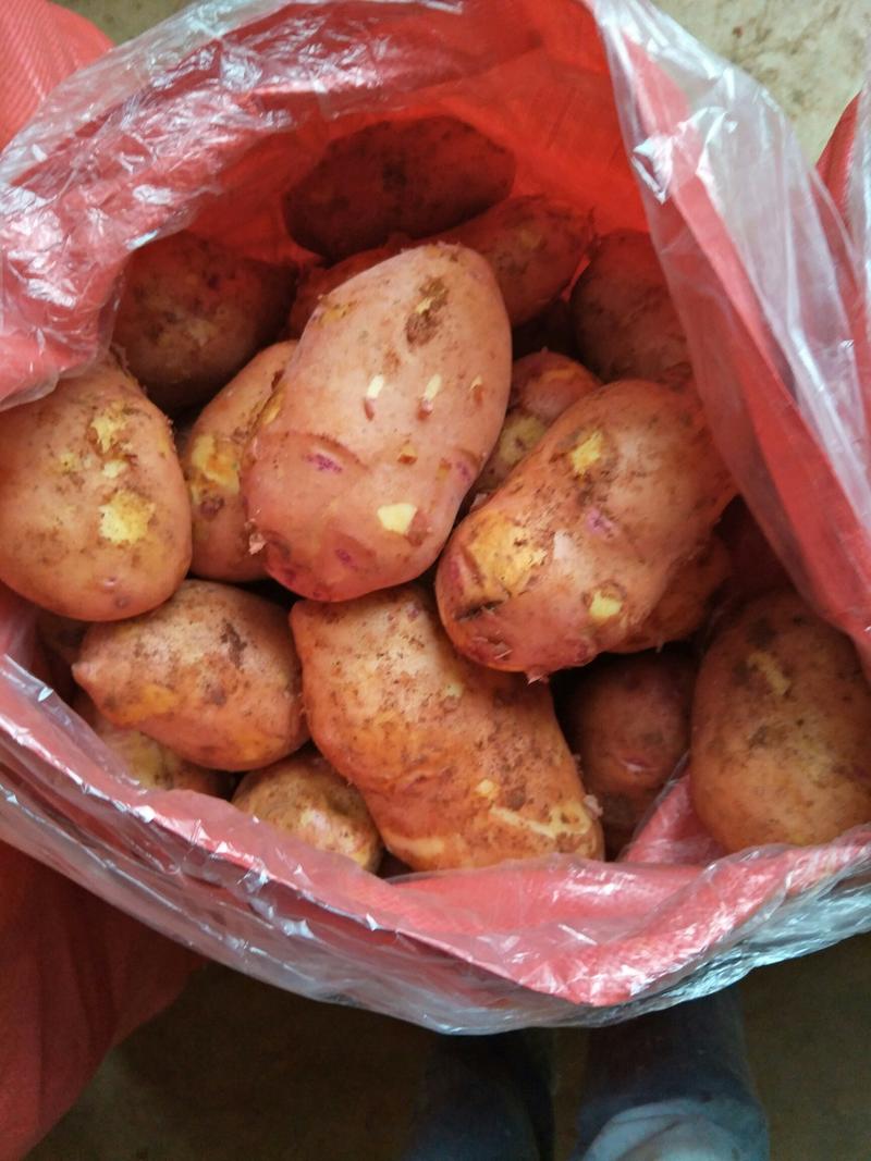 【大量上市】云南马铃薯合作88号土豆可加工厂大大提高产品