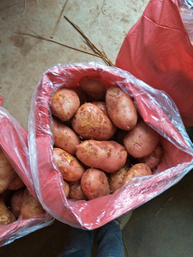 【大量上市】云南马铃薯合作88号土豆可加工厂大大提高产品