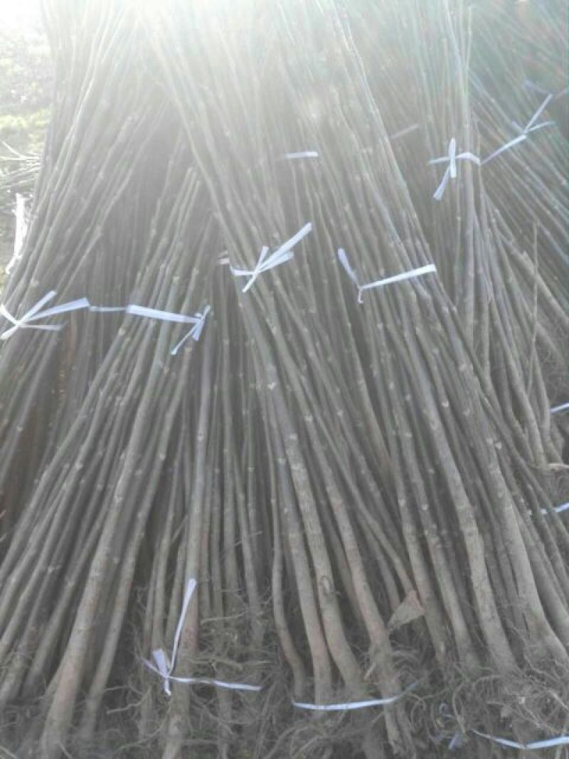 核桃苗2~3年150~200cm