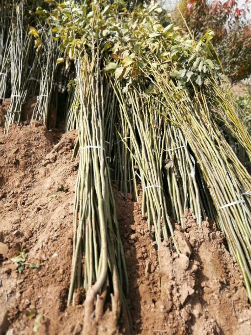 核桃苗2~3年150~200cm