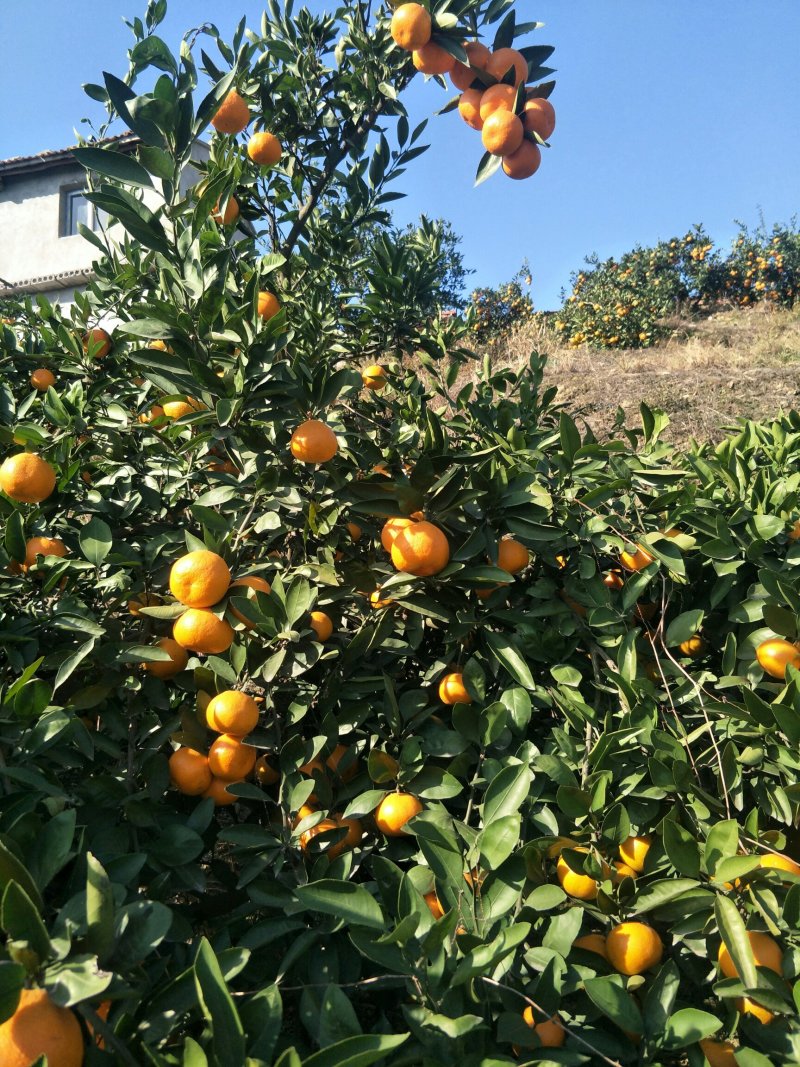 丹江口蜜橘不同规格果园直采