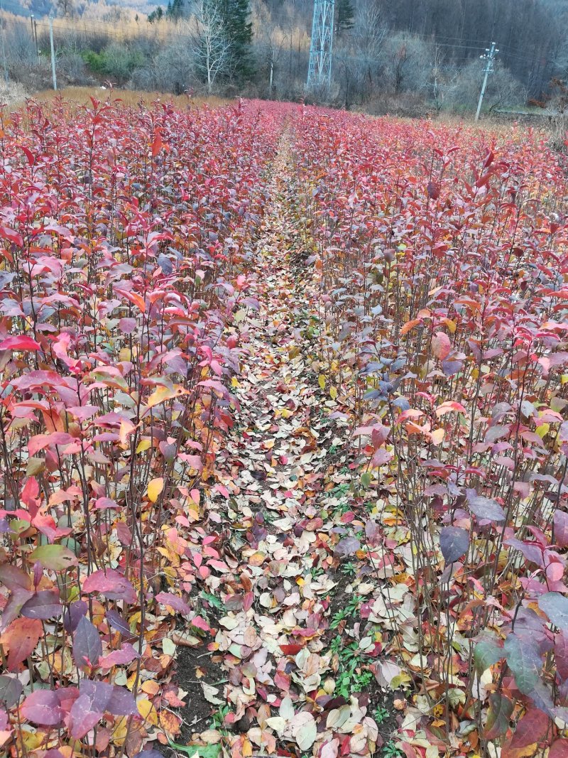自产自销，山荆子苗，