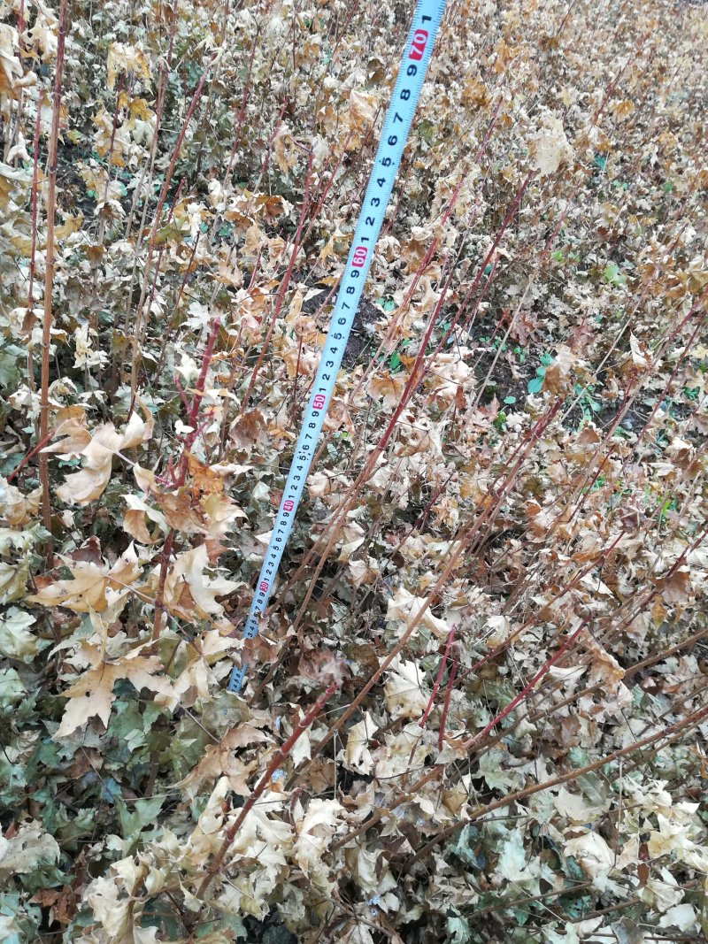 出售元宝枫苗，元宝枫树苗