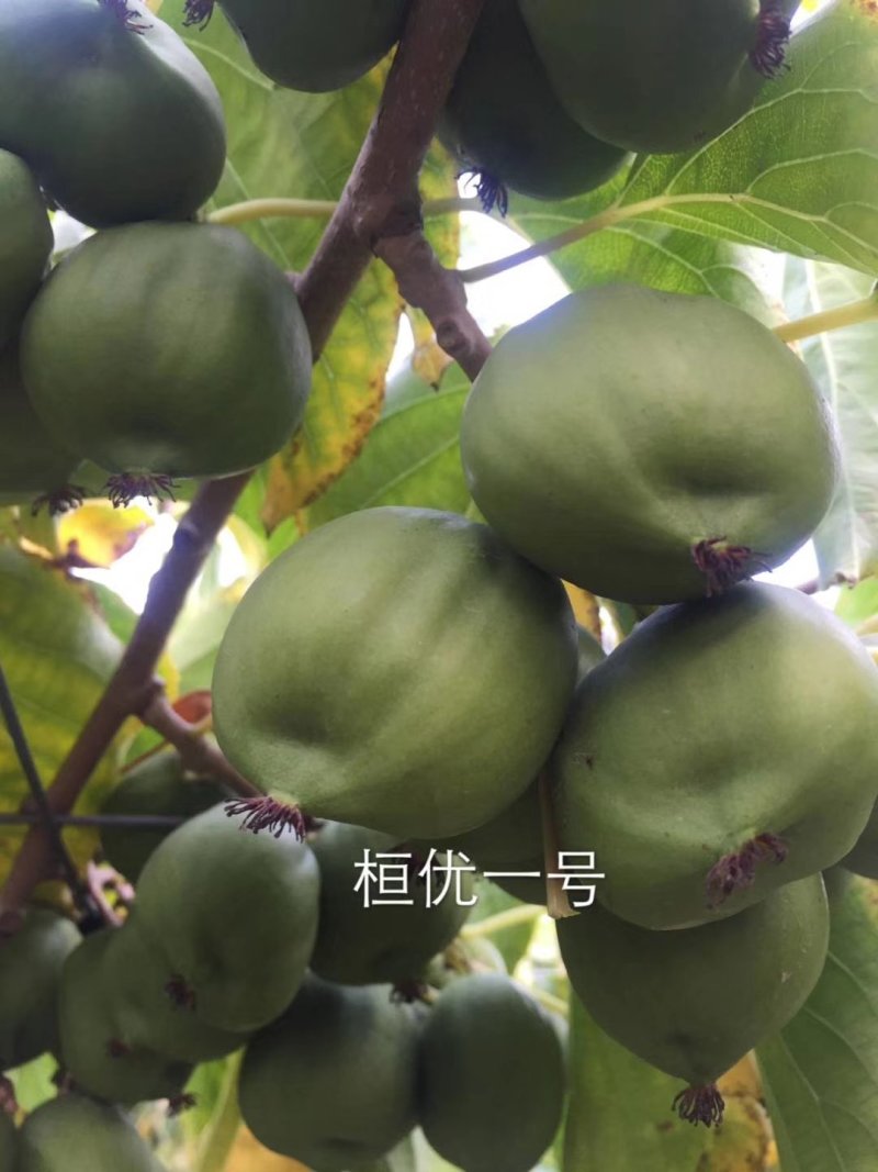 软枣子苗，软枣子猕猴桃苗，圆枣子苗