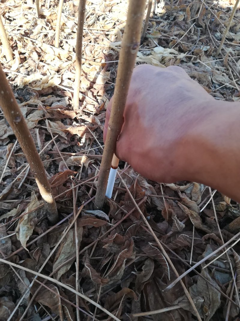 自产自销，黄柏苗，黄菠萝，