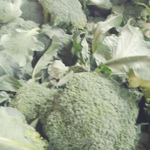 精品西兰花