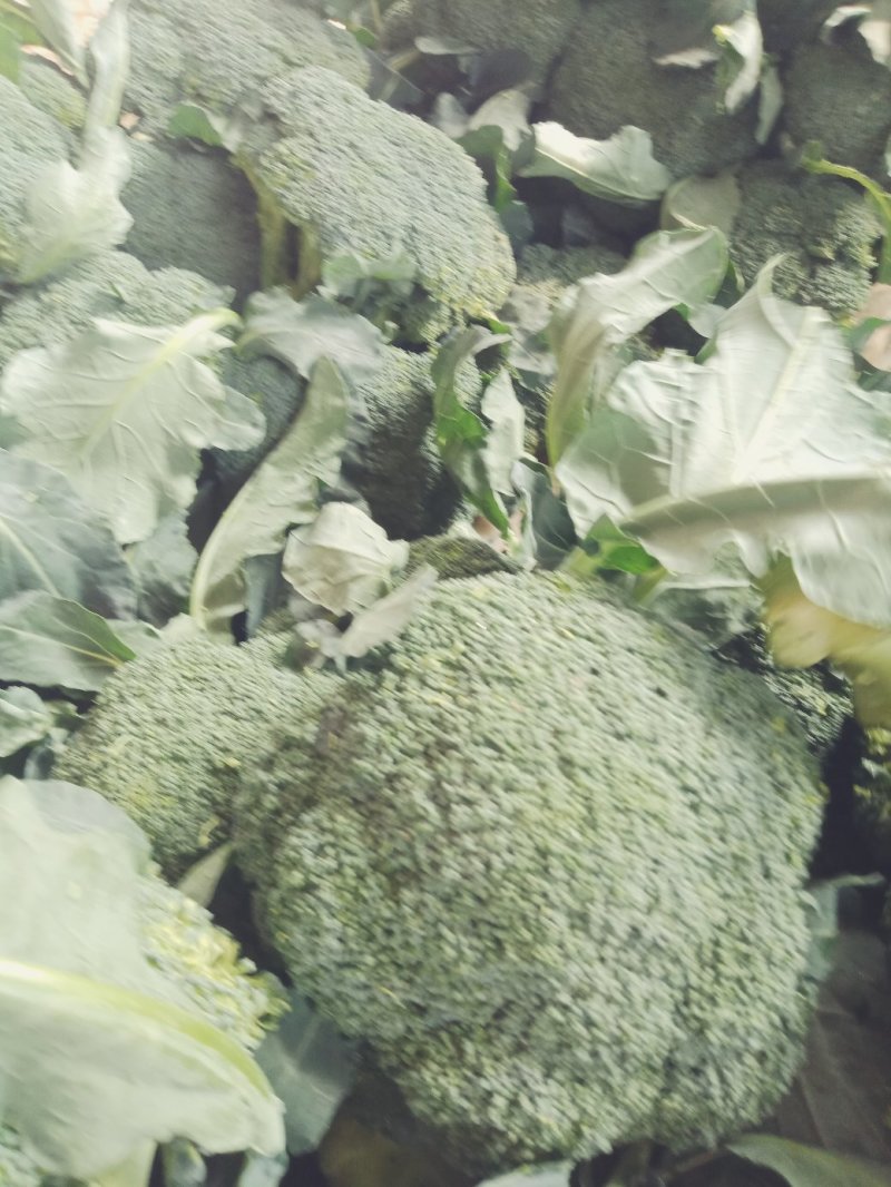 精品西兰花