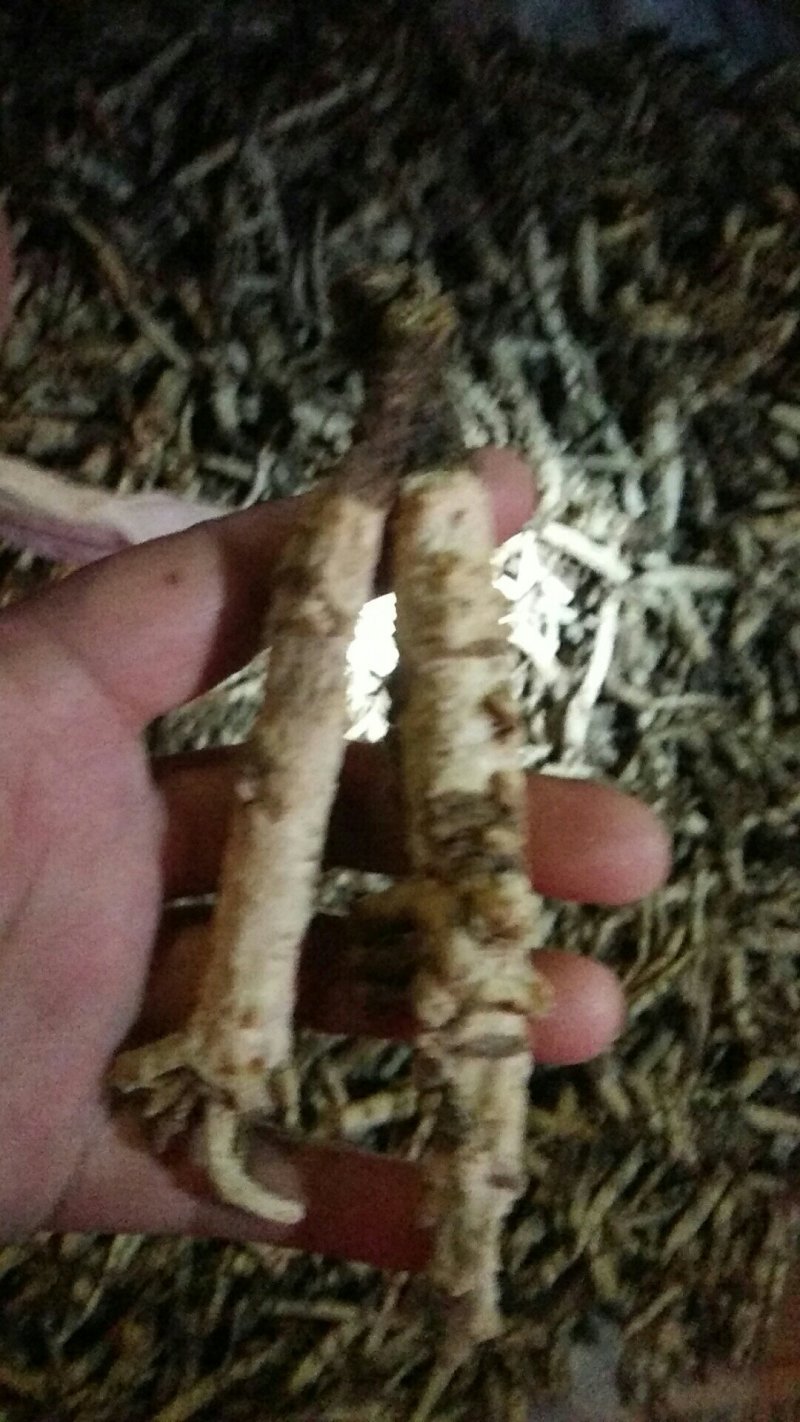 北沙参