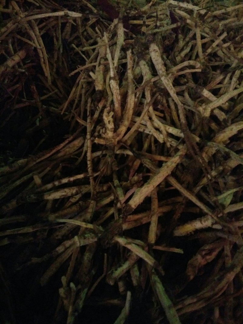 北沙参