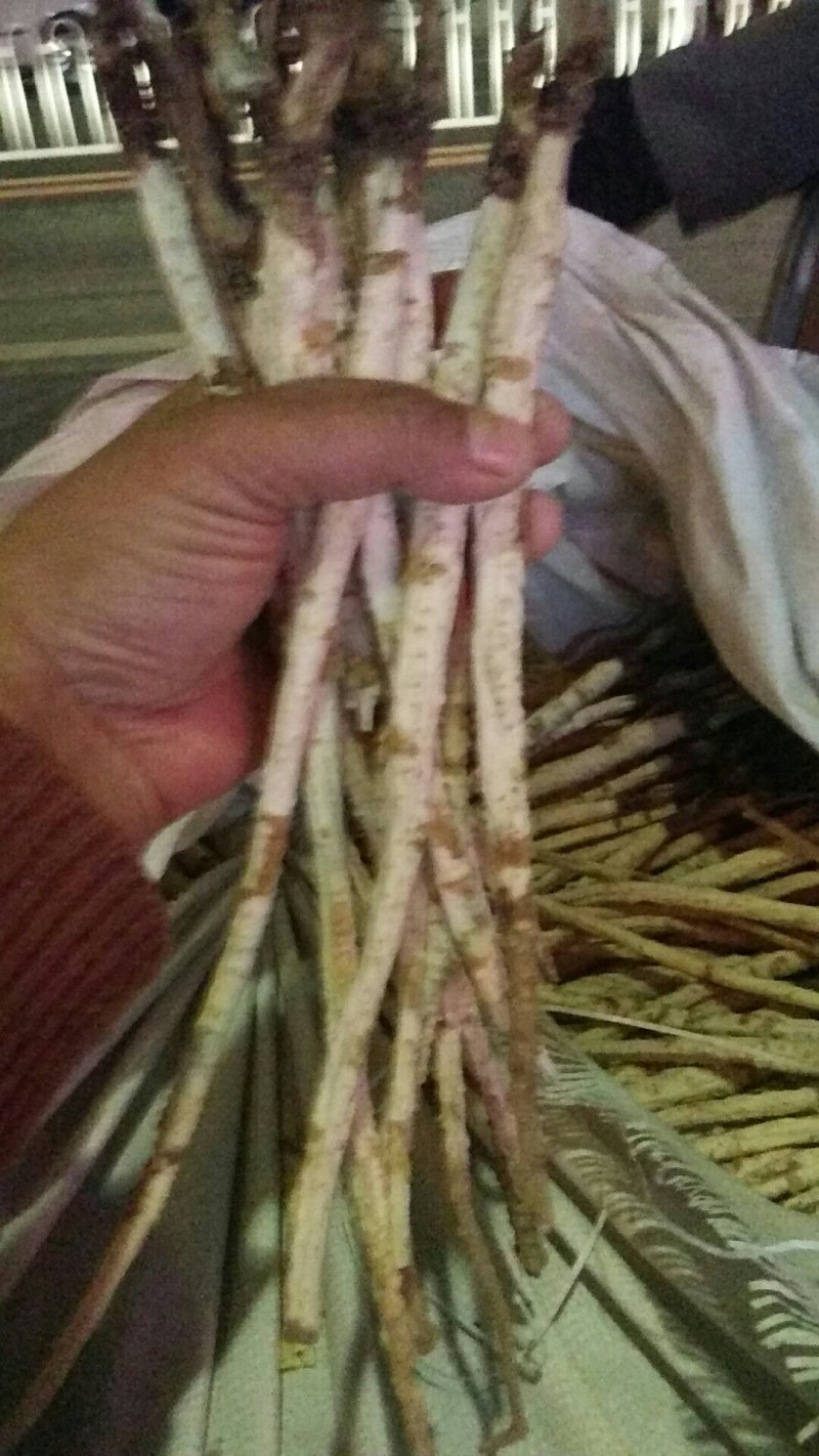 北沙参