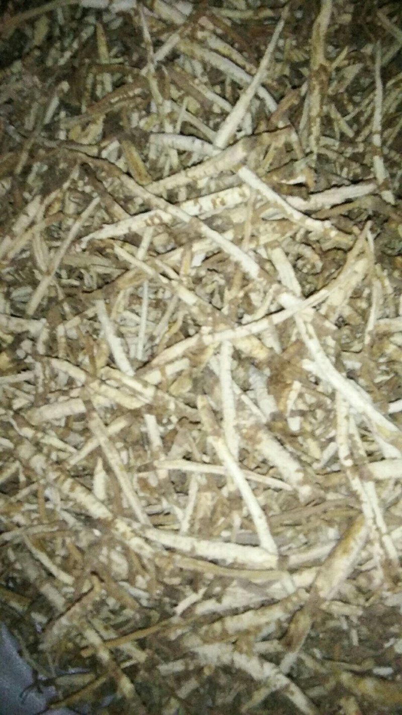 北沙参