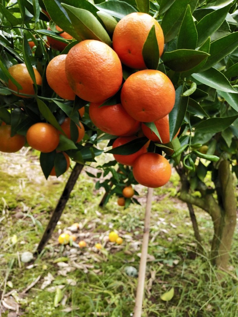 世纪红水果枝条