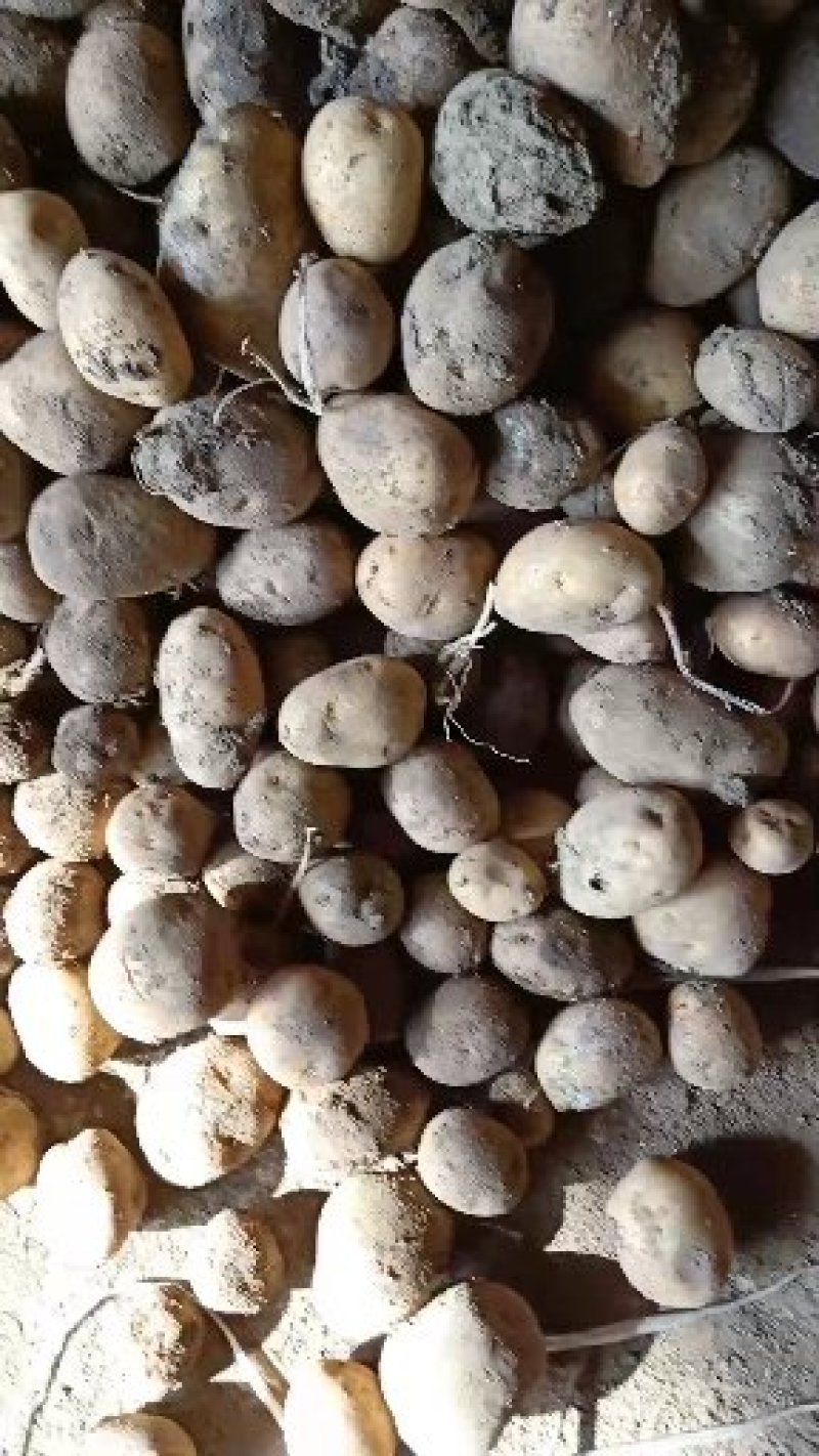 小土豆