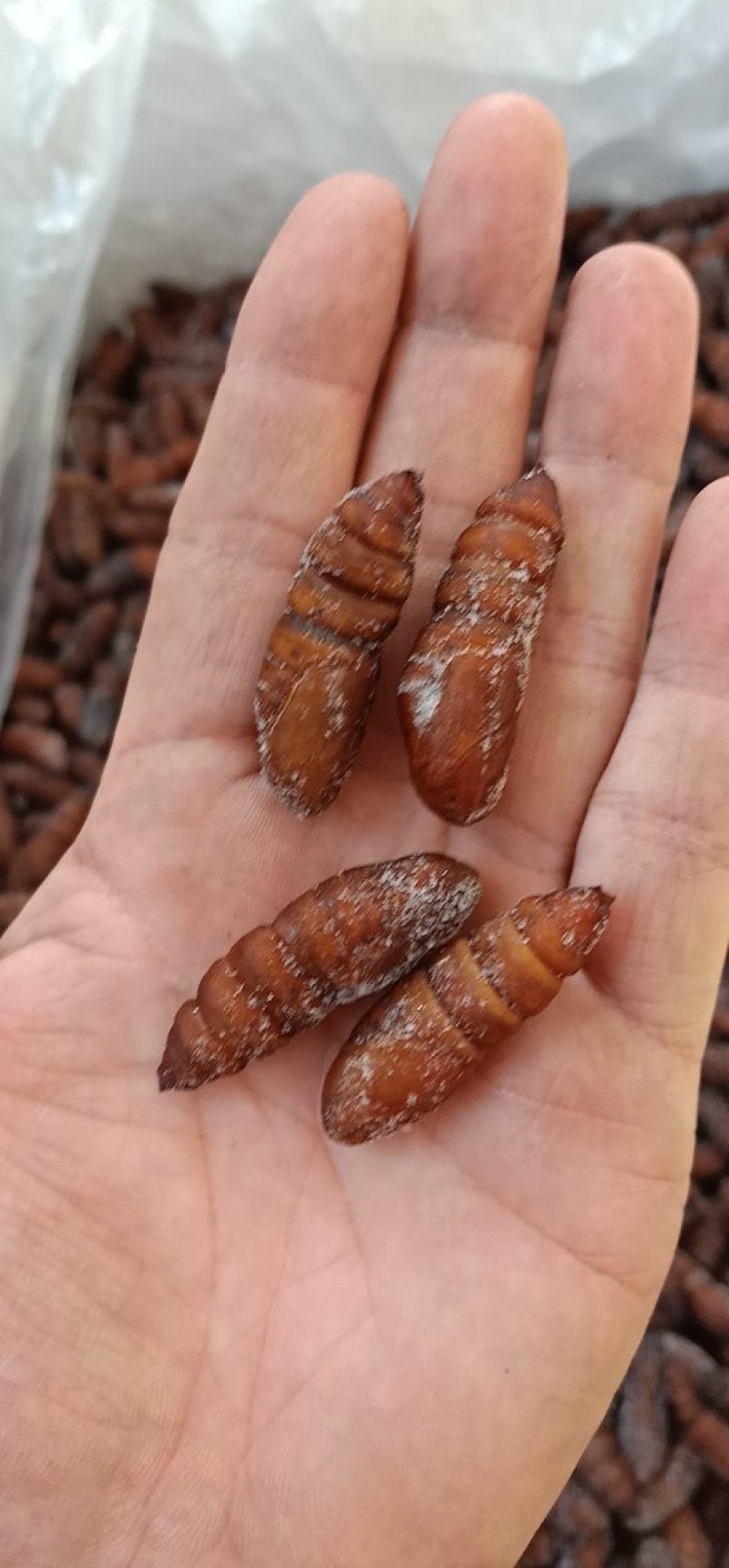 松虎蛹，单体熟冻，肉质饱满，口感好，散装可分装