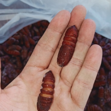 松虎蛹，单体熟冻，肉质饱满，口感好，散装可分装