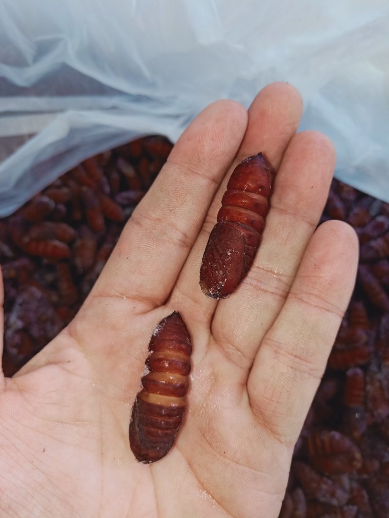 松虎蛹，单体熟冻，肉质饱满，口感好，散装可分装