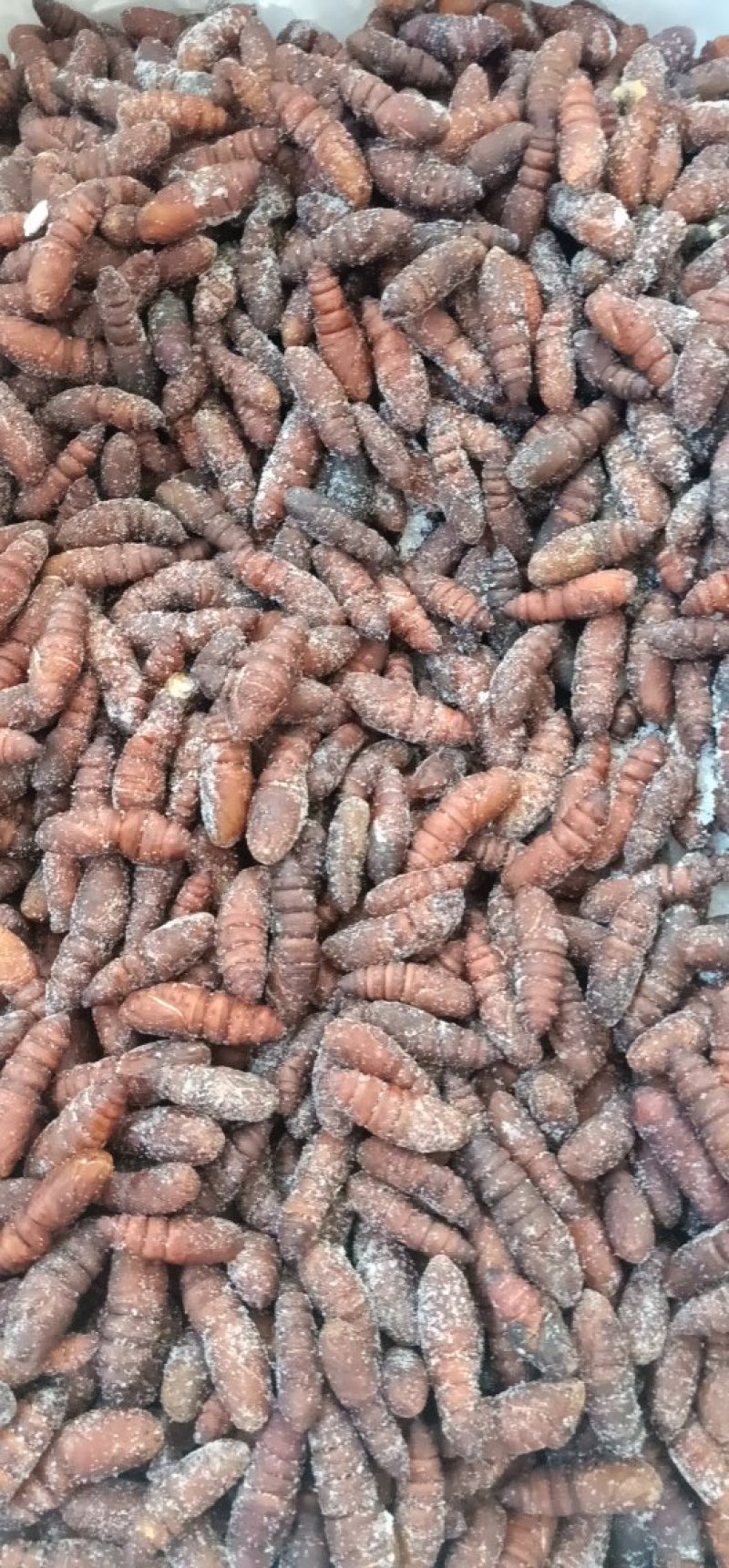 松虎蛹，单体熟冻，肉质饱满，口感好，散装可分装