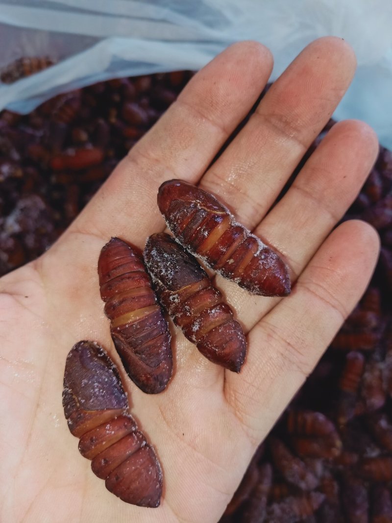 松虎蛹，单体熟冻，肉质饱满，口感好，散装可分装