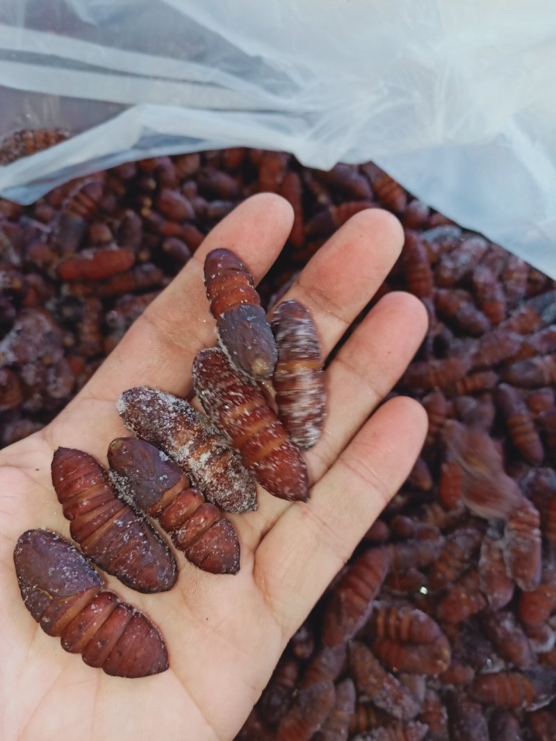 松虎蛹，单体熟冻，肉质饱满，口感好，散装可分装
