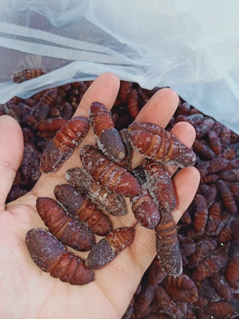 松虎蛹，单体熟冻，肉质饱满，口感好，散装可分装