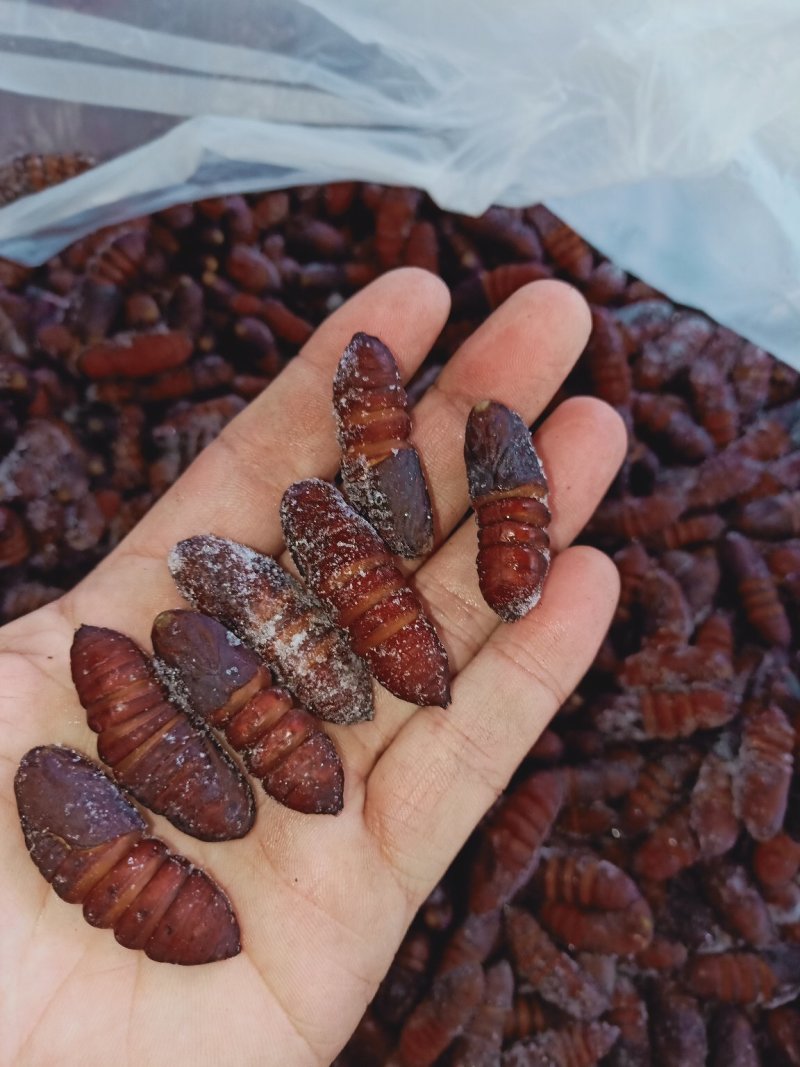 松虎蛹，单体熟冻，肉质饱满，口感好，散装可分装