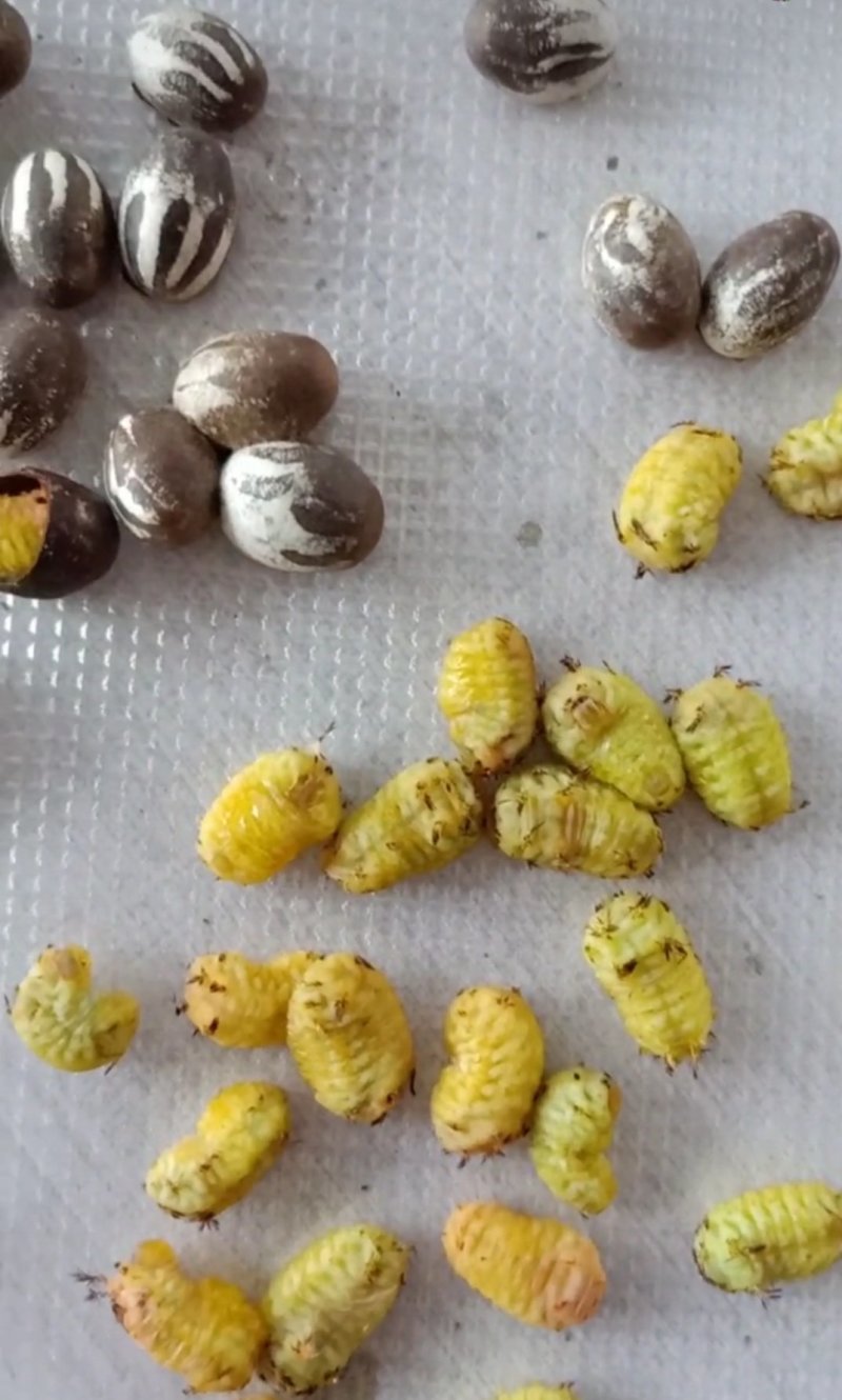 洋拉子，洋辣子，洋拉罐，货源少，沧州产地个头大