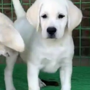 纯种双血统奶白色拉布拉多犬