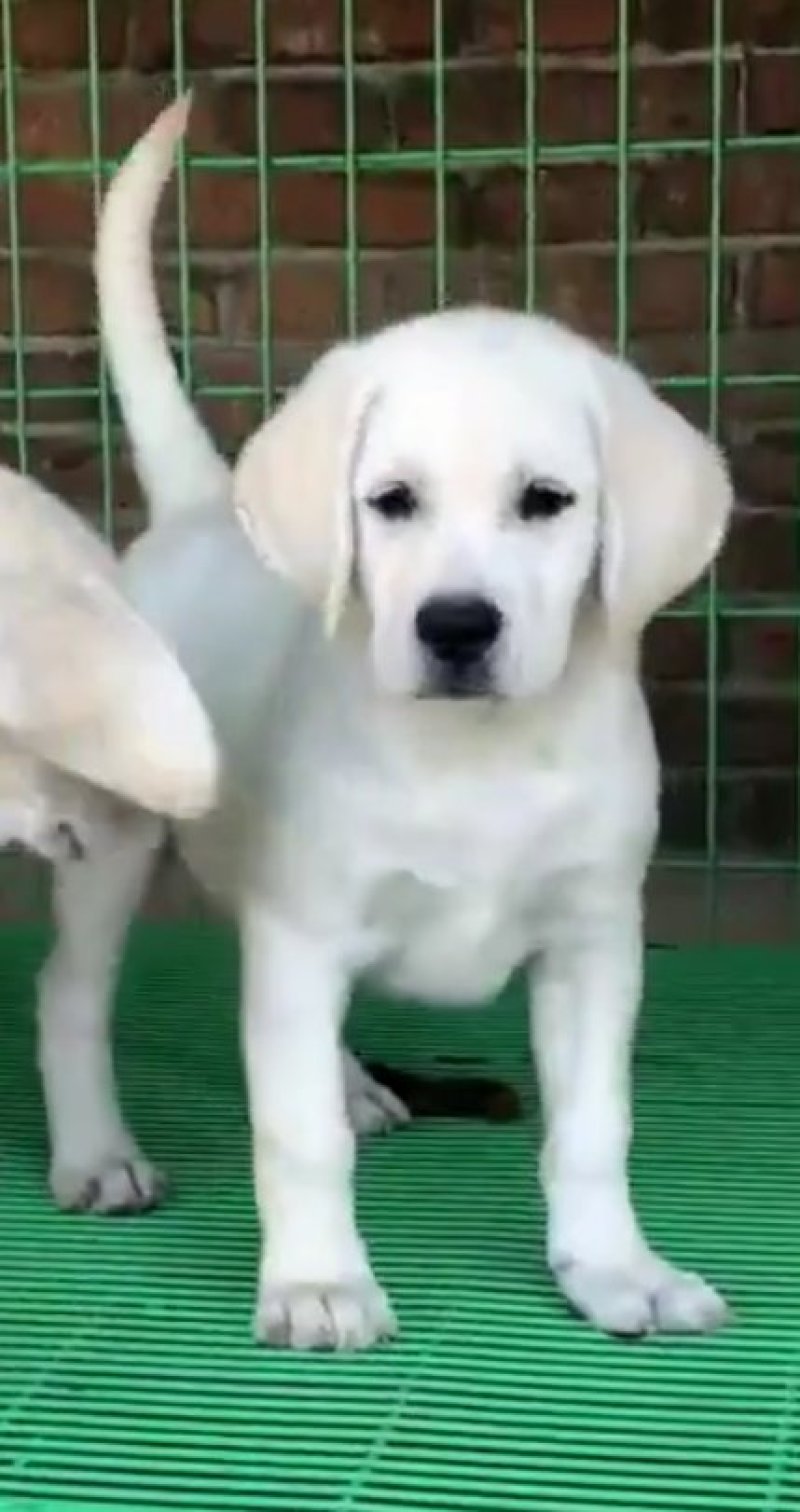 纯种双血统奶白色拉布拉多犬