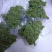新花椒云南保鲜花椒350克精包装价位便宜火锅专用