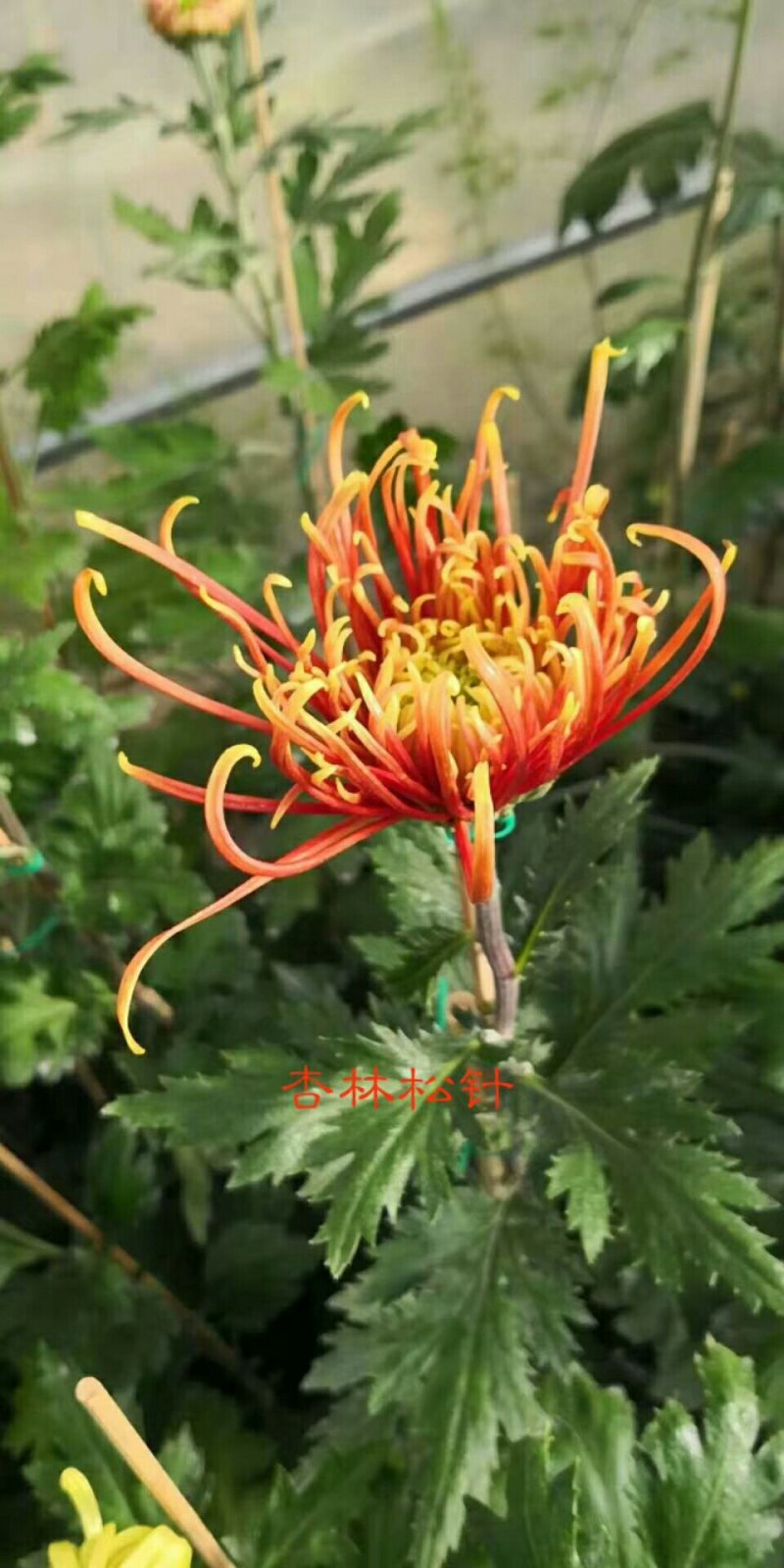 菊花