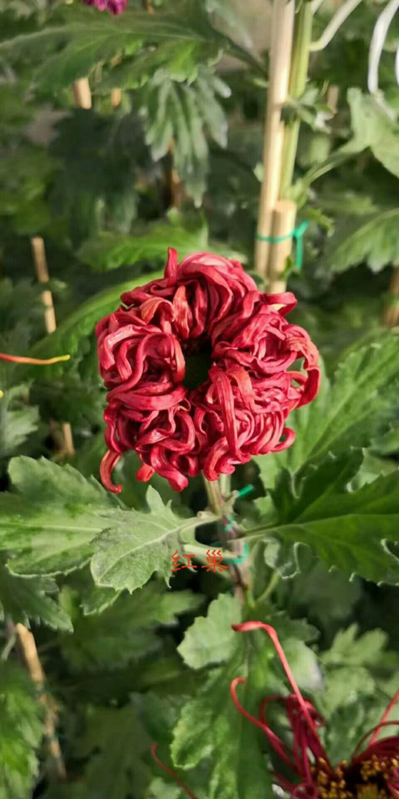 菊花